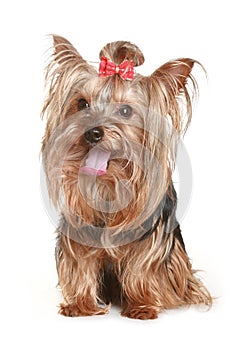 Yorkshire terrier with red bow