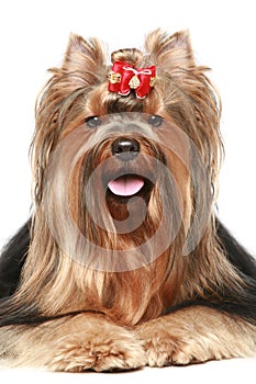 Yorkshire terrier with red bow