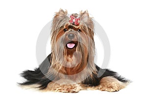 Yorkshire terrier with red bow