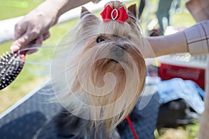 Yorkshire terrier with red bow