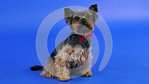 Yorkshire terrier in a red bow tie posing in the studio on a blue gradient background. The pet sits, looks forward and
