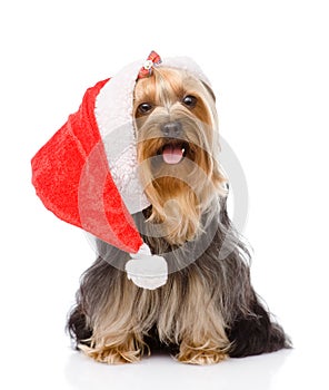 Yorkshire Terrier in red christmas Santa hat. isolated on white