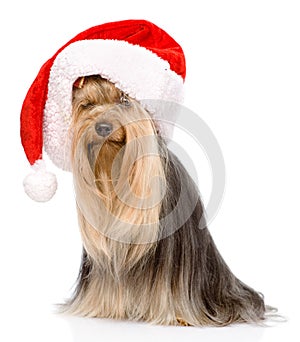 Yorkshire Terrier in red christmas Santa hat. on white