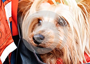 Yorkshire terrier in red coat in the woman handbag