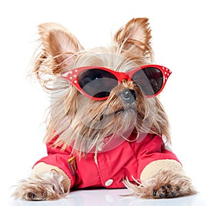 Yorkshire Terrier with red glasses