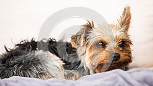 Yorkshire terrier resting on a couch outside in backyard