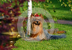 Yorkshire terrier with samovar