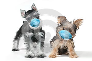 Yorkshire Terrier  and Schnauzer Puppy Wearing PPE Mask