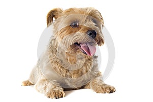 Yorkshire terrier sheared