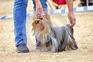 Yorkshire Terrier in show coat. A man exposes a dog to be shown to the judges