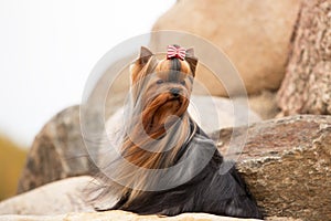 Yorkshire Terrier with silky hair growing in the wind