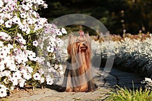 Yorkshire Terrier with silky hair