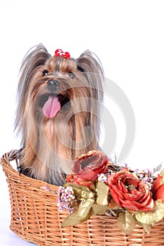 Yorkshire terrier sits in a basket