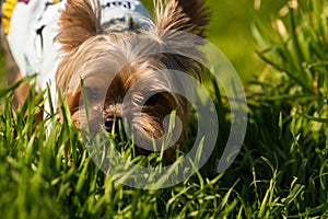 Yorkshire Terrier sits in a jacket in the street