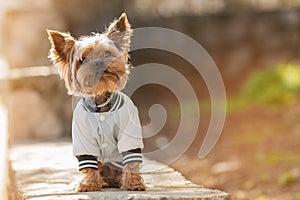 Yorkshire Terrier sits in a jacket in the street