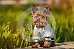 Yorkshire Terrier sits in a jacket in the street