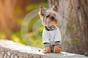 Yorkshire Terrier sits in a jacket in the street