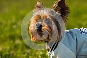 Yorkshire Terrier sits in a jacket in the street