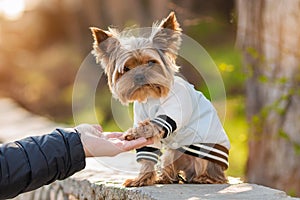 Yorkshire Terrier sits in a jacket in the street