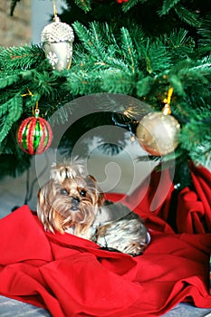 Yorkshire terrier sits near a Christmas tree. The concept of Christmas and New Year