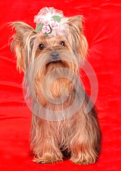 Yorkshire terrier sits on red background