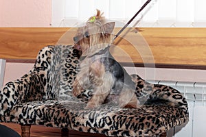 Yorkshire terrier sits on a small sofa