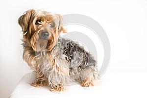 Yorkshire Terrier Sitting