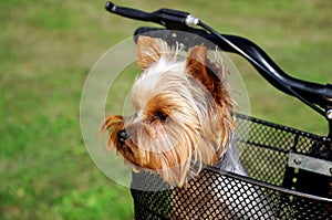 Yorkshire terrier sitting in basket bicycle