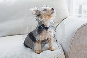 Yorkshire terrier sitting on the couch