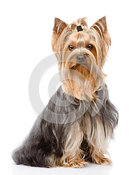 Yorkshire Terrier sitting in front. isolated on white background photo