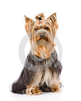 Yorkshire Terrier sitting in front. on white back