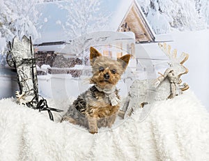 Yorkshire terrier sitting on fur rug in winter scene