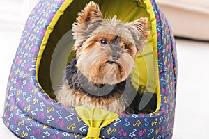 Yorkshire Terrier sitting in his doghouse