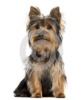 Yorkshire terrier sitting, isolated