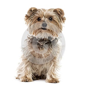 Yorkshire Terrier sitting, isolated