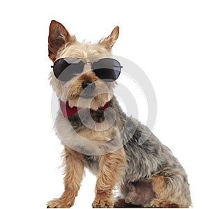 Yorkshire Terrier sitting and looking forward while wearing sunglasses