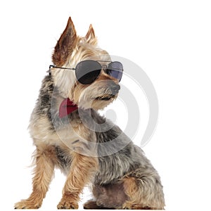Yorkshire Terrier sitting and looking sideways while wearing sunglasses
