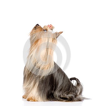 Yorkshire Terrier sitting and looking up. isolated on white back