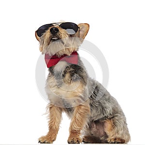 Yorkshire Terrier sitting and looking upwards while wearing sunglasses