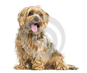 Yorkshire Terrier sitting, panting, 5 years old