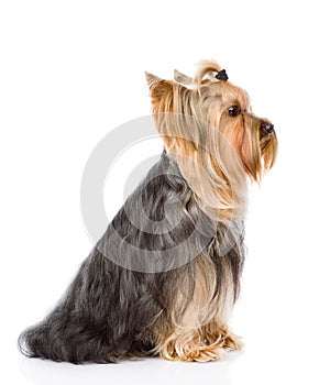 Yorkshire Terrier sitting in profile. on white ba