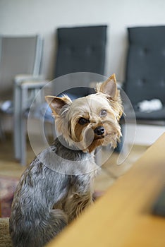 Yorkshire Terrier sitting on the table and looking at the camera