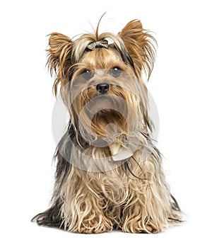 Yorkshire Terrier sitting wearing bows, isolated