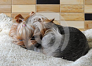 Yorkshire terrier sleeping