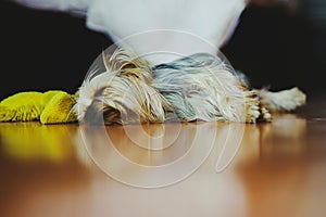 Yorkshire terrier sleeping dog in mexico