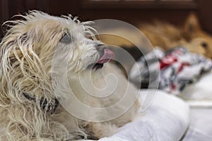 Yorkshire terrier slepping on bed