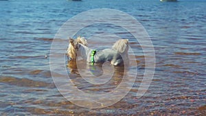 The Yorkshire Terrier slowly wades into the water and takes out a stick