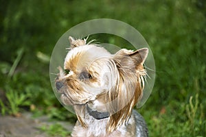 Yorkshire Terrier is a small terrier type dog breed. Walking in the park with your pet. Nice good-natured dog.