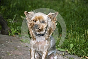 Yorkshire Terrier is a small terrier type dog breed. Walking in the park with your pet. Nice good-natured dog.