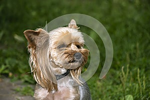 Yorkshire Terrier is a small terrier type dog breed. Walking in the park with your pet. Nice good-natured dog.